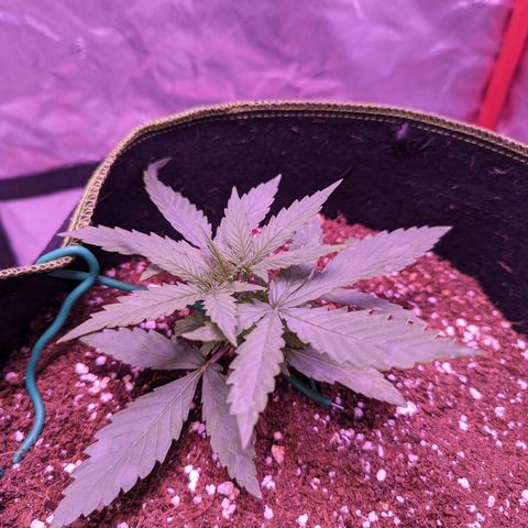 Orion F1 growlog timeline photo