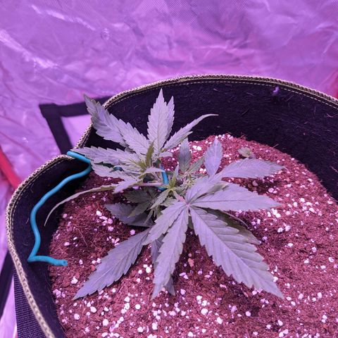 Orion F1 growlog timeline photo