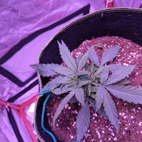 Orion F1 growlog timeline photo