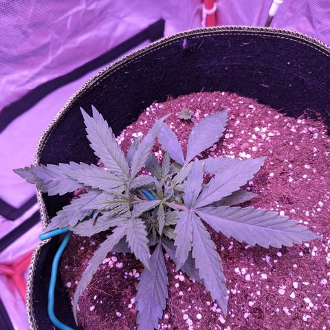 Orion F1 growlog timeline photo