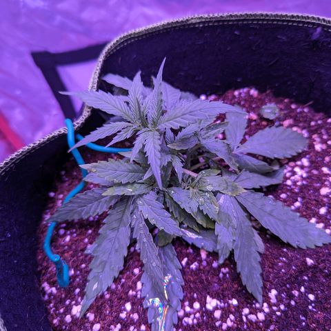 Orion F1 growlog timeline photo