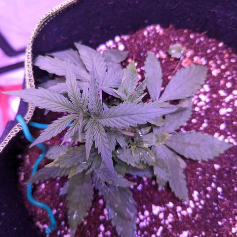 Orion F1 growlog timeline photo