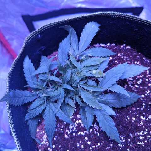 Orion F1 growlog timeline photo