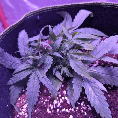 Orion F1 growlog timeline photo