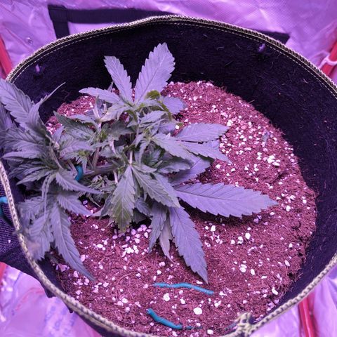 Orion F1 growlog timeline photo