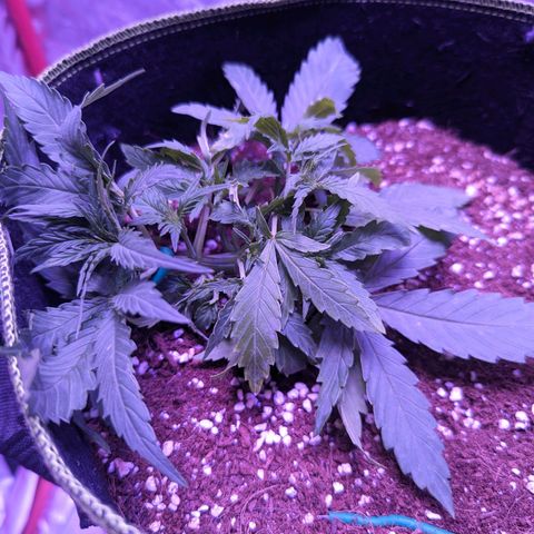 Orion F1 growlog timeline photo