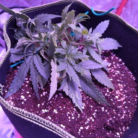 Orion F1 growlog timeline photo