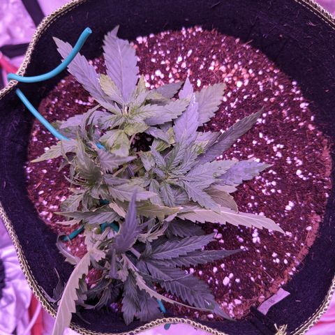 Orion F1 growlog timeline photo