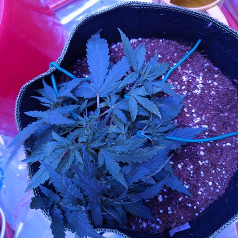 Orion F1 growlog timeline photo