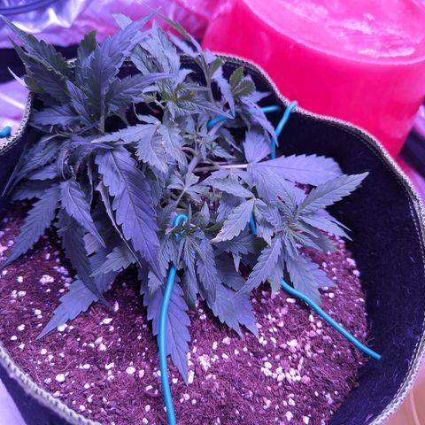 Orion F1 growlog timeline photo