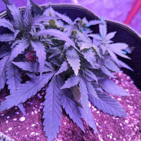 Orion F1 growlog timeline photo