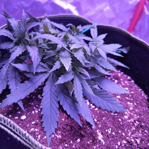 Orion F1 growlog timeline photo