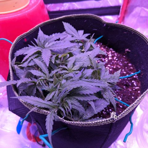 Orion F1 growlog timeline photo