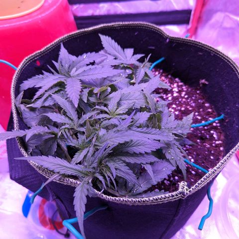 Orion F1 growlog timeline photo
