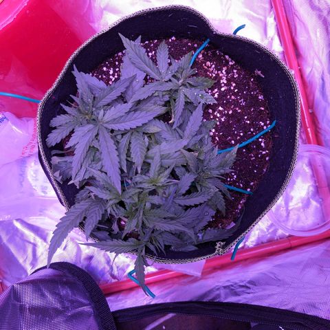 Orion F1 growlog timeline photo