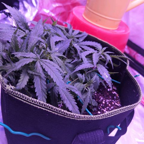 Orion F1 growlog timeline photo