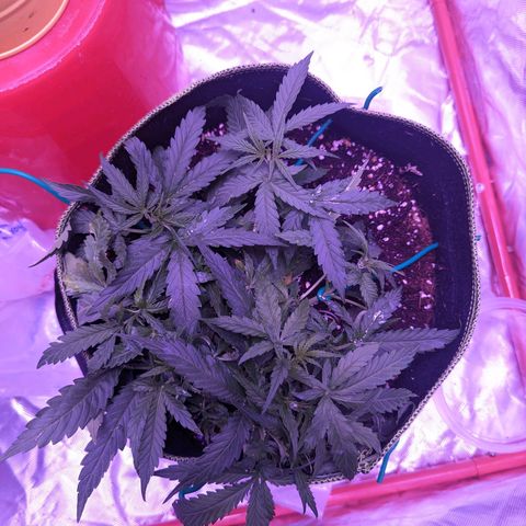 Orion F1 growlog timeline photo