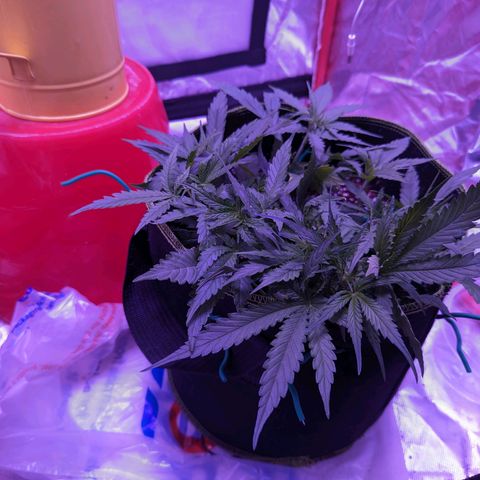 Orion F1 growlog timeline photo