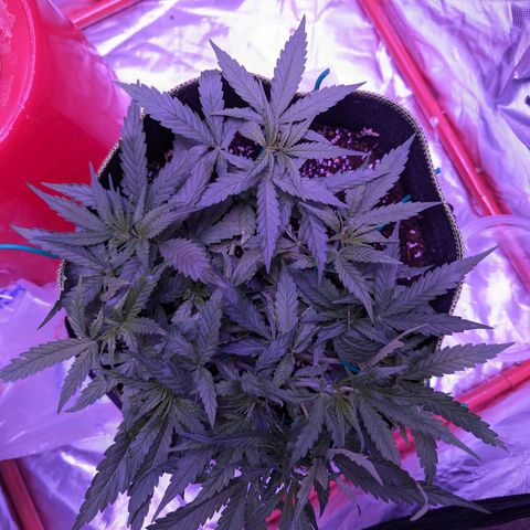Orion F1 growlog timeline photo