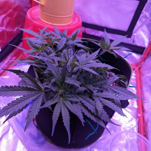 Orion F1 growlog timeline photo