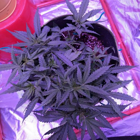 Orion F1 growlog timeline photo