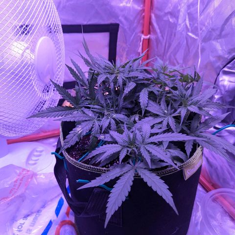 Orion F1 growlog timeline photo