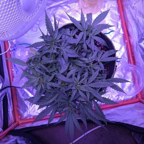 Orion F1 growlog timeline photo