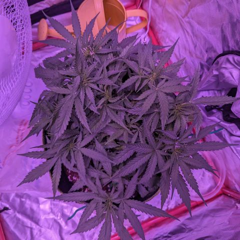 Orion F1 growlog timeline photo