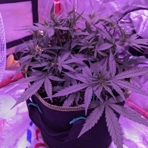 Orion F1 growlog timeline photo