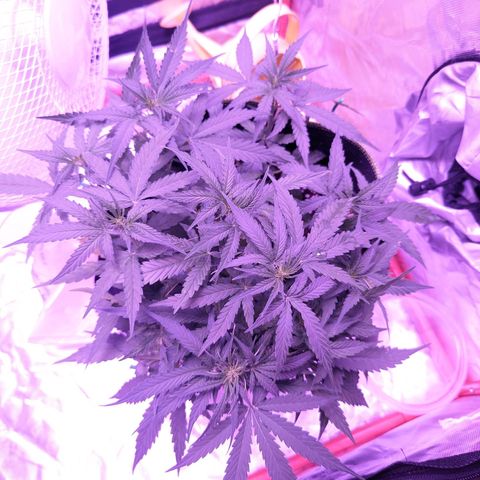 Orion F1 growlog timeline photo