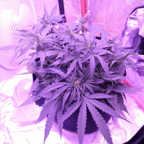Orion F1 growlog timeline photo