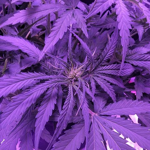 Orion F1 growlog timeline photo