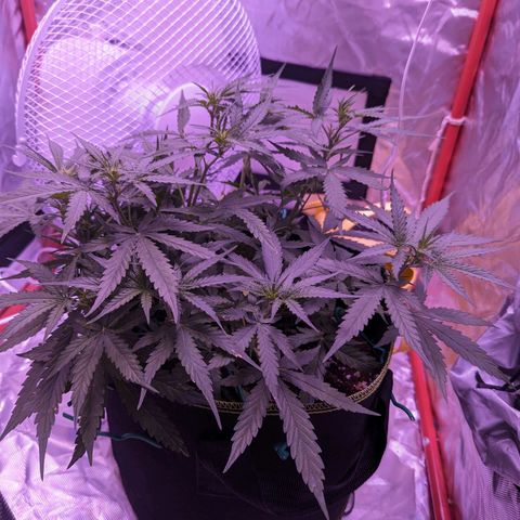 Orion F1 growlog timeline photo