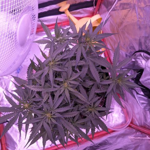 Orion F1 growlog timeline photo