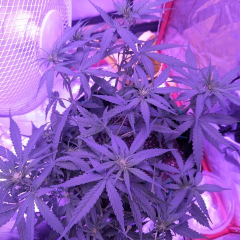 Orion F1 growlog timeline photo