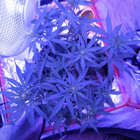 Orion F1 growlog timeline photo