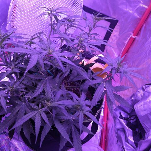 Orion F1 growlog timeline photo
