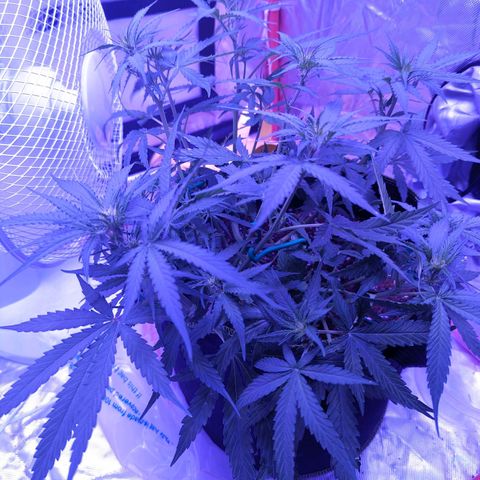 Orion F1 growlog timeline photo