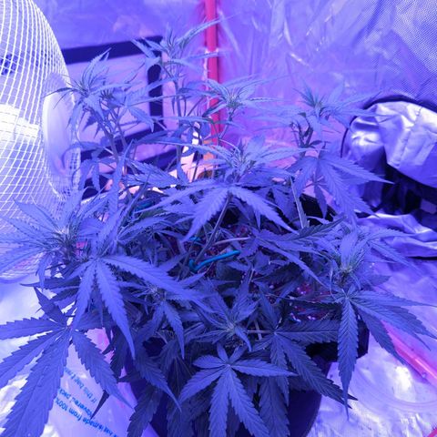 Orion F1 growlog timeline photo