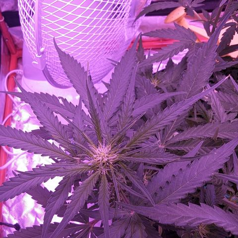 Orion F1 growlog timeline photo