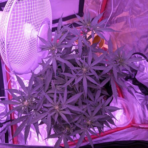 Orion F1 growlog timeline photo