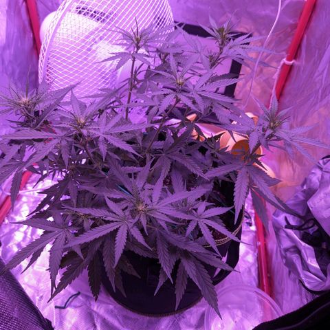 Orion F1 growlog timeline photo