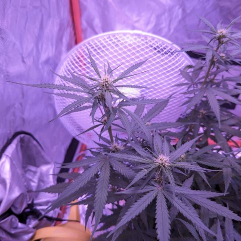Orion F1 growlog timeline photo