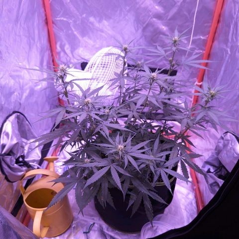 Orion F1 growlog timeline photo