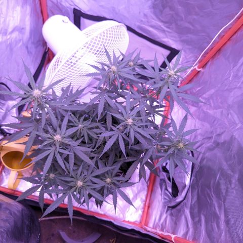 Orion F1 growlog timeline photo
