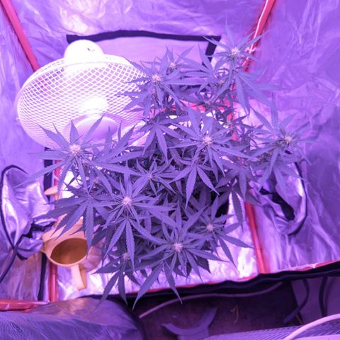 Orion F1 growlog timeline photo