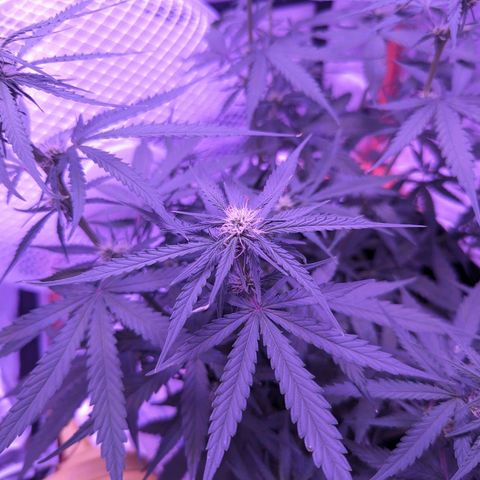 Orion F1 growlog timeline photo