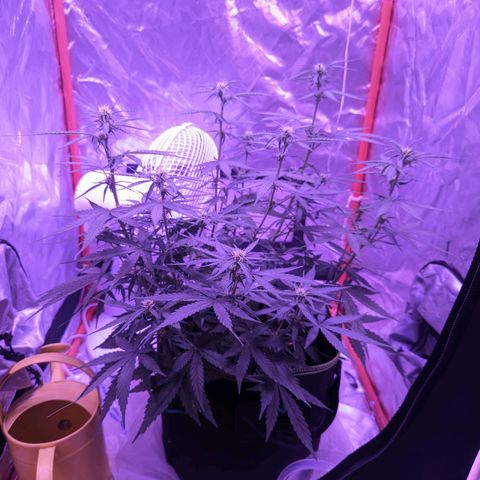 Orion F1 growlog timeline photo