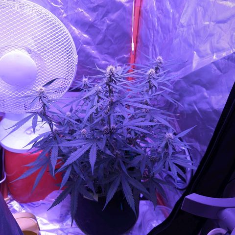 Orion F1 growlog timeline photo