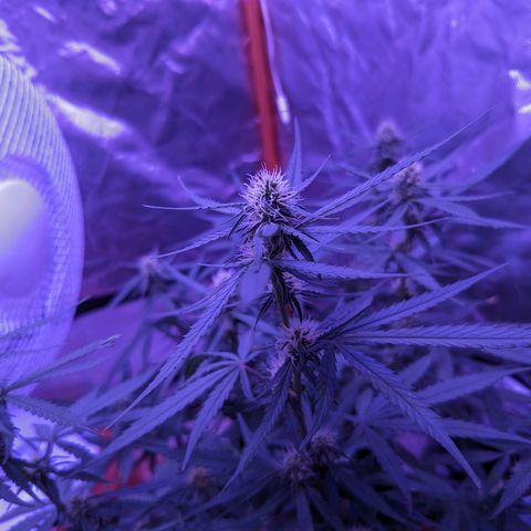 Orion F1 growlog timeline photo